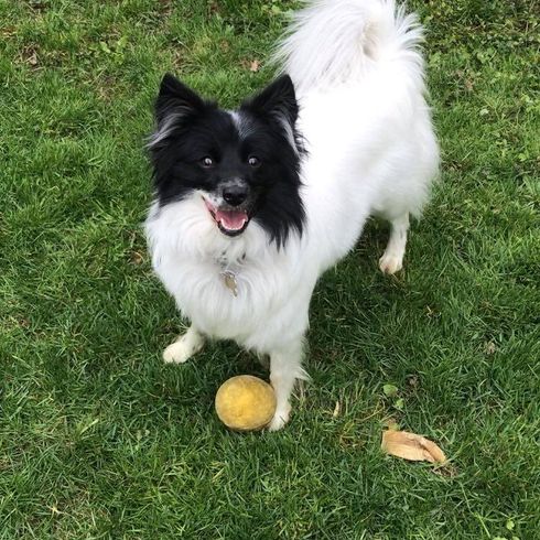 Borderspitz © Tanja Altmann Hund,Fleischfresser,Hunderasse,Begleithund,Pflanze,Gras,Schnauze,Schwanz,Spielzeughund,Hundezubehör,
