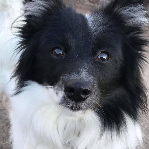 Borderspitz © Tanja Altmann Hund,Fleischfresser,Hunderasse,Schnurrhaar,Begleithund,Arbeitstier,Spielzeughund,Fell,Sportliche Gruppe,Canidae,
