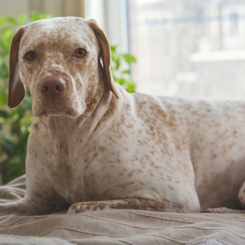 Breed description of the Bourbonnais Pointer or Braque du Borbonnais from France, large dog breed suitable for hunting, large white dog with brown floppy ears, dog with brown spots