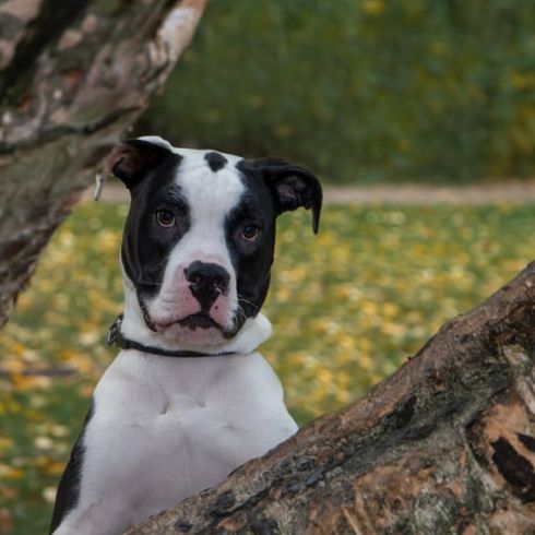 Boxer Bully © Monique Cords Hund,Pflanze,Fleischfresser,Halsband,Hunderasse,Fawn,Begleithund,Hundehalsband,Arbeitstier,Gras,