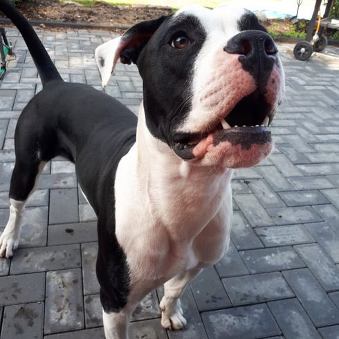 Boxer Bully © Monique Cords Hund,Pflanze,Halsband,Fleischfresser,Hunderasse,Rad,Arbeitstier,Kitz,Hundehalsband,Begleithund,