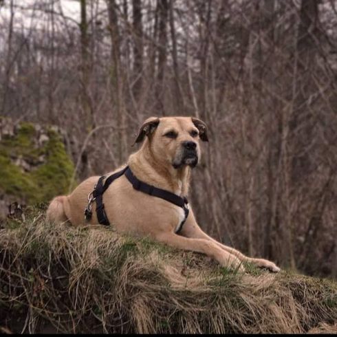 Boxer Schnauzer © Yasmin Partu Hund,Fleischfresser,Pflanze,Baum,Hunderasse,Rehkitz,Gras,Sportgruppe,Begleithund,Wildtiere,