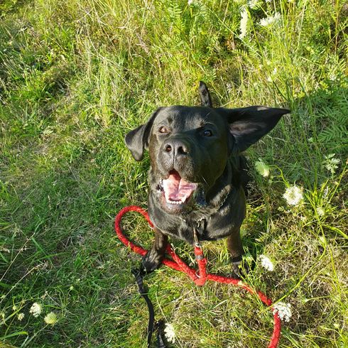 Boxerdor Boxador, Boxerdor, Boxer Mongrel, Labrador Mongrel, Boxer-Labrador Mix Dog, Big Black Dog, Mix Dog, Hybrid Dog Breed