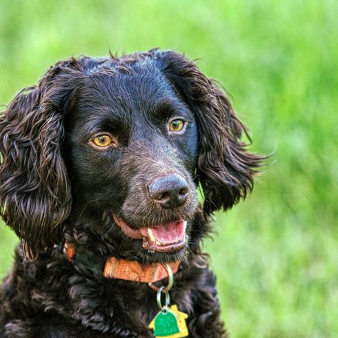 Boykin Spaniel brown brown boykin spaniel with wavy ears, dog with wavy hair