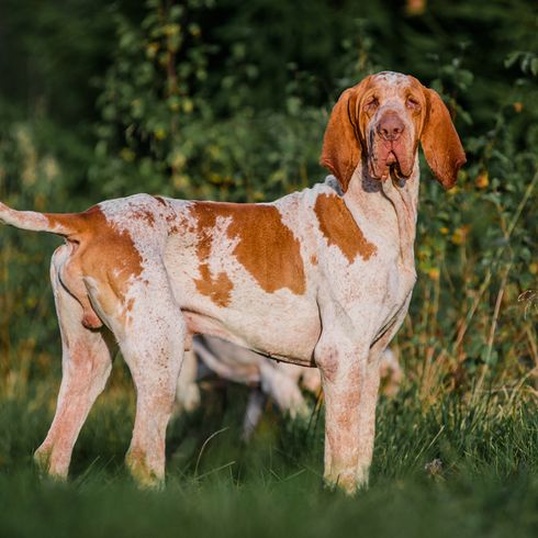 Bracco Italiano full body Photo of an italian pointer dog, pointing dog, hunting dog from Italy, italian dog breed for hunting, red white dog breed with long floppy ears