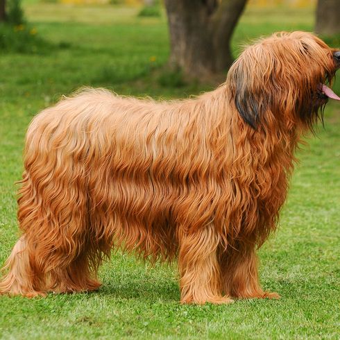 Briard red red dog breed with very long coat, wavy coat, large dog breed