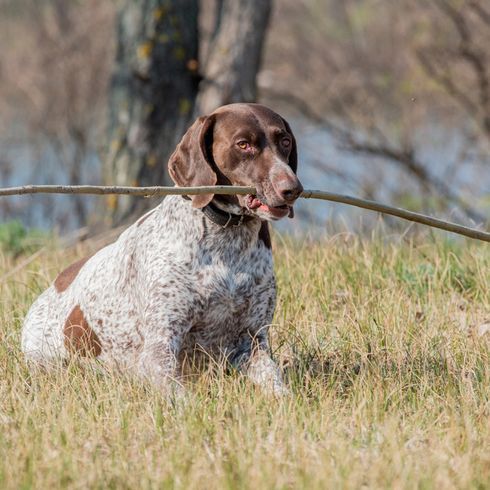 light white brown german shorthair dog with a stick in his mouth is lying on a dried meadow in front of a forest and a lake