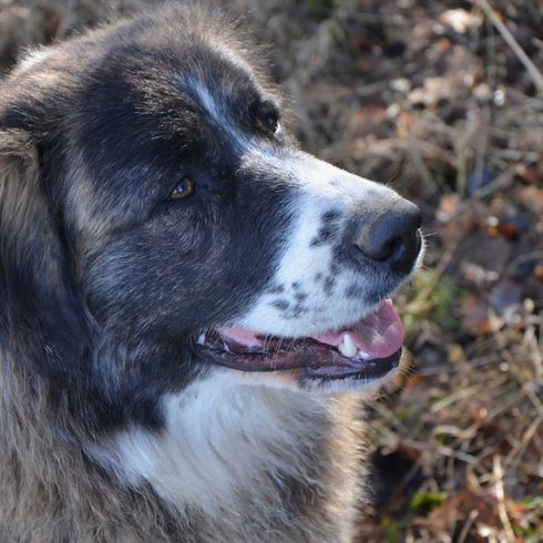 big brown white dog with dots on the nose, owtscharka