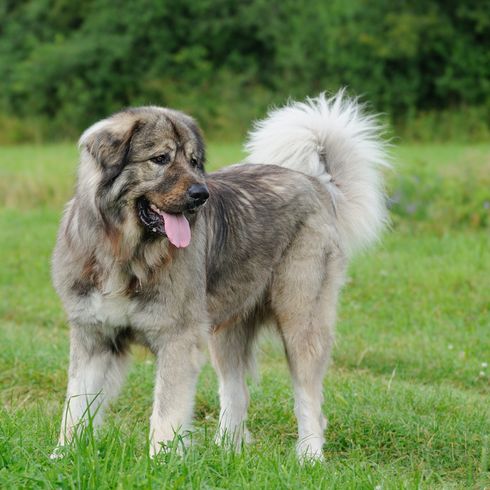 big brown dog with long coat and curled tail, fanned tail, dog with tipped ears, dog similar to Golden Retriever, dog with a lot of bite, Russian dog breed, Russian Owtscharka