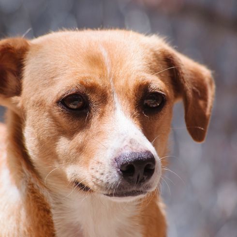 brown white dog from Austria, Austrian Pinscher, medium sized dog up to the knee, family dog, Pinscher breed