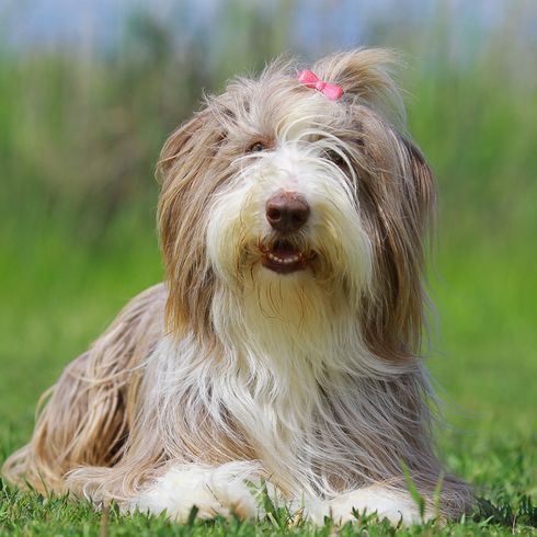 brown white collie with long hair, bearded collie similar to bobtail, dog with very long hair, dog has hairstyle braid