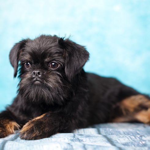 Brussels Griffon dog black with rough coat, small dog from Belgium, dog for the city, city dog, dog for seniors, city dog suitable for old people, Griffon Bruxellois
