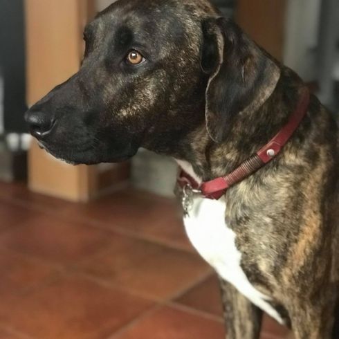 Canarian Ridgeback © Doris Schäfer Hund,Hunderasse,Fleischfresser,Halsband,Arbeitstier,Schnurrhaare,Rehkitz,Begleithund,Hundehalsband,Tierbedarf,