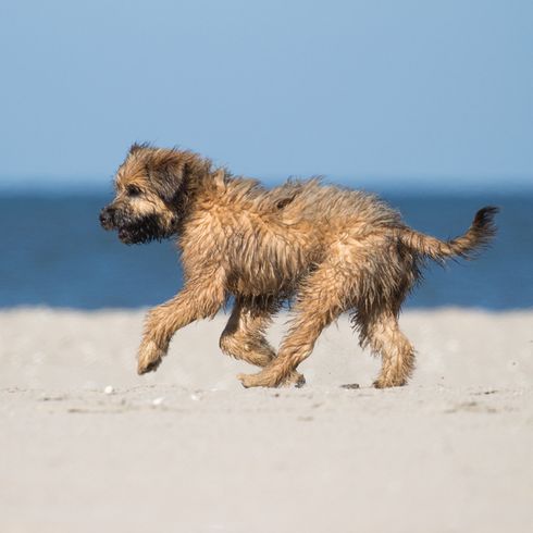 Catalan shepherd puppy runs across the sand by the sea