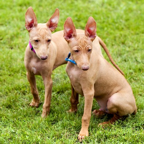 Cirneco dell Etna puppies Sicilian dog breed, Italian dog breeds, brown dog with very large prick ears, bat ears on dog, hunting dog from Sicily, hunting dog breed, puppy, Cirneco dell Etna