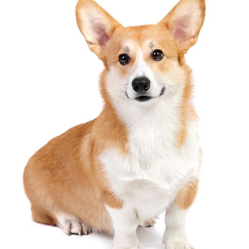 Corgi red white Dog,Mammal,Welsh Corgi,Vertebrate,Canidae,Pembroke welsh corgi,Dog breed,Carnivore,Cardigan welsh corgi,Puppy,