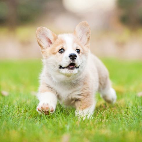 Corgie Dog,Mammal,Vertebrate,Dog breed,Welsh Corgi,Canidae,Pembroke welsh corgi,Puppy,Carnivore,Cardigan welsh corgi,