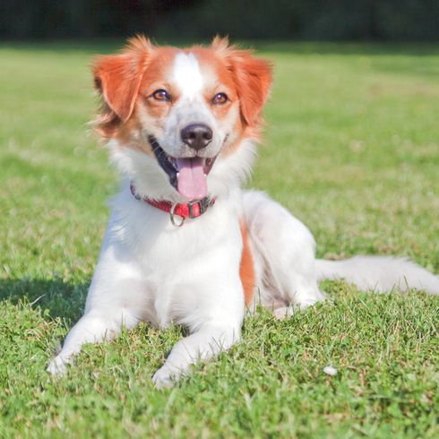 small white dog with brown spots and tilt ears lies on a green meadow, dog lies around, red collar at the dog, dog similar to Kooiker, Kromfohrland dog, Kromfohrländer, Krom Dog