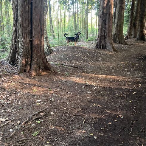 Dachshund shepherd dog mix in forest Plant,plant community,ecoregion,tree,natural landscape,wood,branch,land plant,trunk,dog,