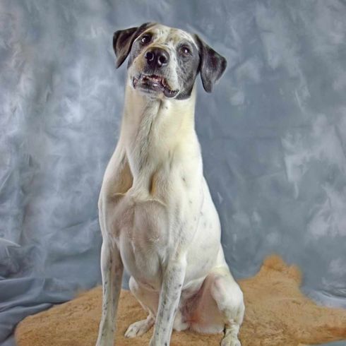 Dalmatian Australian Shepherd Mix Dog Dog,carnivore,dog breed,working animal,collar,fawn,companion dog,dog collar,muzzle,tail,