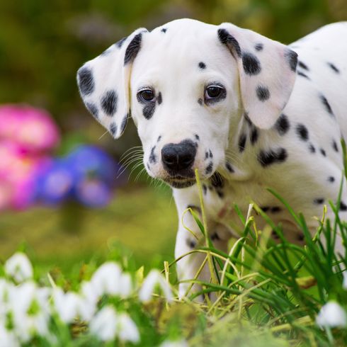 Dog,Dalmatian,Mammal,Vertebrate,Dog breed,Canidae,Carnivore,Snout,Non-Sporting Group,Puppy,