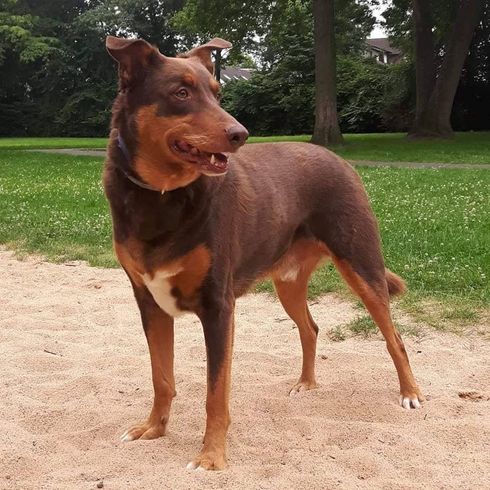 Doberdenco © Annett Heinzen Hund,Dobermann,Fleischfresser,Arbeitstier,Leber,Hunderasse,Baum,Rehkitz,Begleithund,Pflanze,
