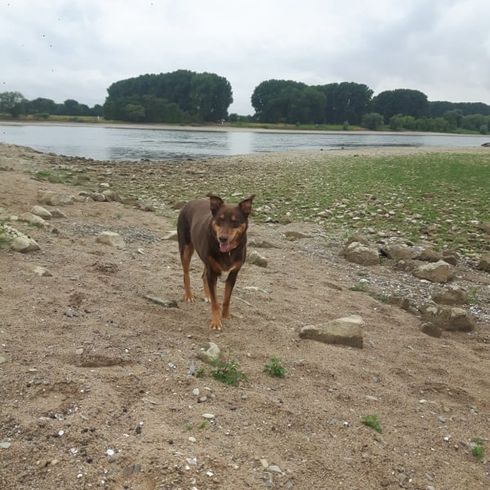 Doberdenco © Annett Heinzen Wolke, Wasser, Himmel, Hund, Wasserressourcen, Baum, Arbeitstier, Pflanze, Fleischfresser, Rehkitz,