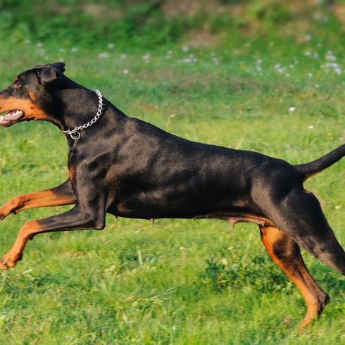 Doberman jumps Dog,Mammal,Vertebrate,Dog breed,Canidae,Carnivore,Austrian black and tan hound,Polish hunting dog,Hunting dog,German pinscher,
