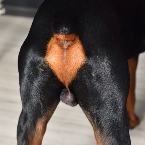 Vertebrate,Dog,Mammal,Canidae,Dog breed,Austrian black and tan hound,Carnivore,Dobermann,Pinscher,Snout,