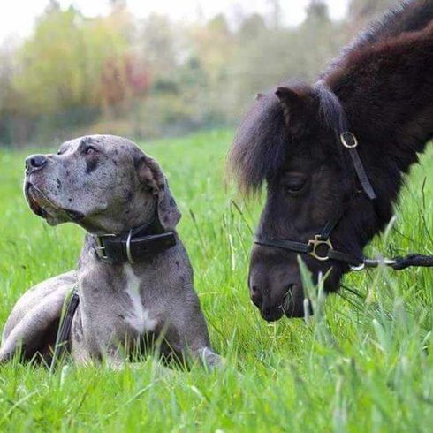 Dogo Canario mix with Great Dane with horse Dog, plant, working animal, grass, liver, land animal, companion dog, grassland, tree, dog breed,