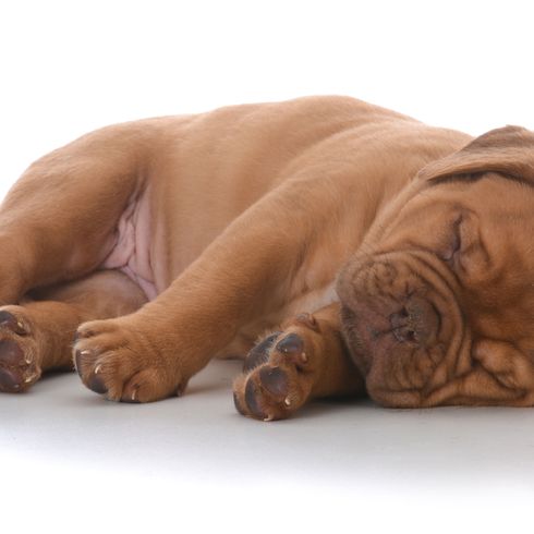 Dog,Canidae,Skin,Dog breed,Shar pei,Carnivore,Fawn,Dogue de bordeaux,Puppy,Wrinkle,