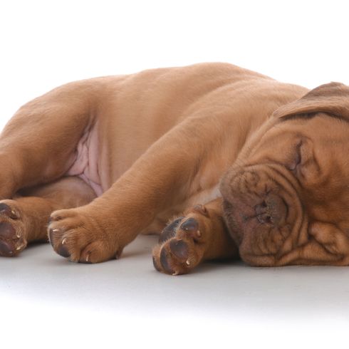 Dogue de Bordeaux puppy sleeping Dog,Canidae,Skin,Dog breed,Shar pei,Carnivore,Fawn,Dogue de bordeaux,Puppy,Wrinkle,