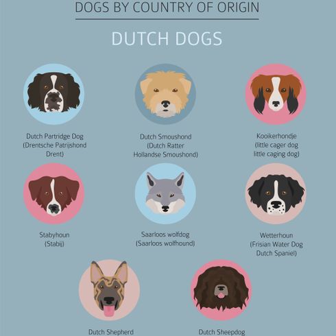 Dutch Shepherd brindle, black tabby dog with prick ears, large breed dog from Netherlands, Dutch Shepherd Dog, Shepherd Dog from Netherlands, Hollandse Herder, Hollandse Herdershond, Dutch Shepherd, Breeds Infographic