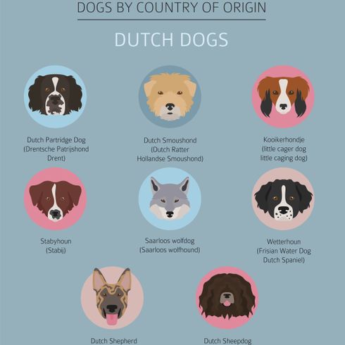 Dutch dogs information Dutch Shepherd brindle, black tabby dog with prick ears, large breed dog from Netherlands, Dutch Shepherd Dog, Shepherd Dog from Netherlands, Hollandse Herder, Hollandse Herdershond, Dutch Shepherd, Breeds Infographic