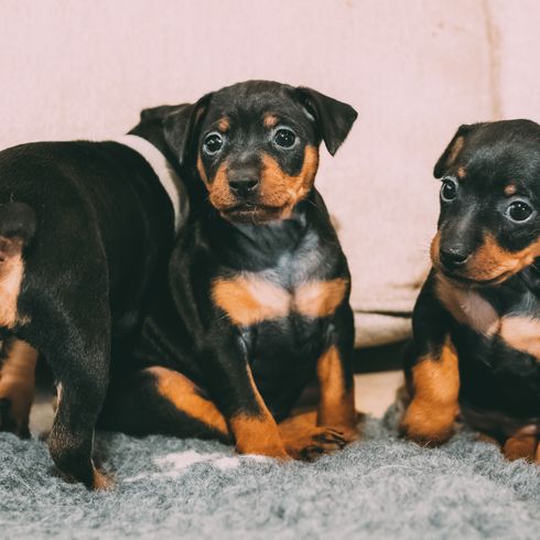 Dwarf Pinscher Puppies Dog,Mammal,Vertebrate,Dog breed,Canidae,Pinscher,Carnivore,Miniature pinscher,German pinscher,Austrian black and tan hound,