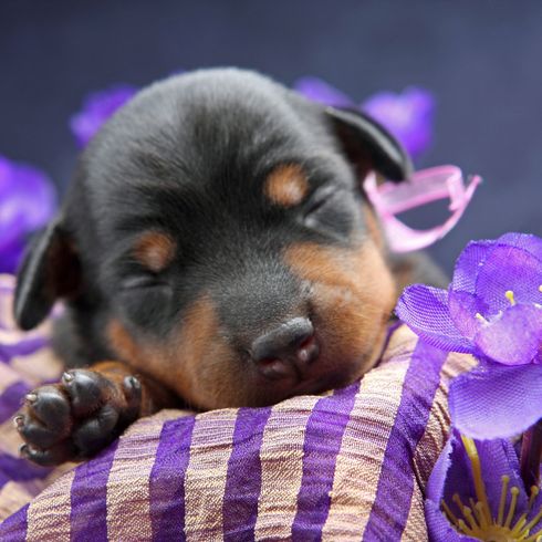 Miniature pinscher puppy Dog,Dog breed,Canidae,Puppy,Purple,Rottweiler,Carnivore,Flower,Snout,Pinscher,