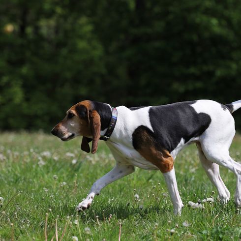 English Foxhound, hunting dog from Great Britain, English dog breed, dog with floppy ears, tricolor dog breed, dog breed with three colors, tricolor dog similar to beagle, dog with floppy ears and black white brown coat, medium dog breed, hunting dog breed, English Foxhound, pack dog