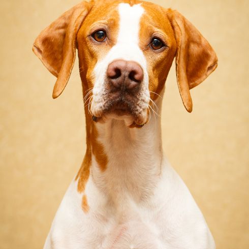 English Pointer in portrait brown white pointer