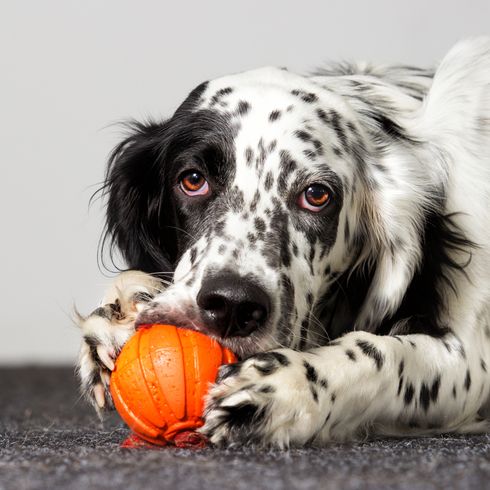 Intelligence toy for dog, dog buy on ball, orange ball you can fill with treats for dogs, English Setter with black and white fur, big dog breed