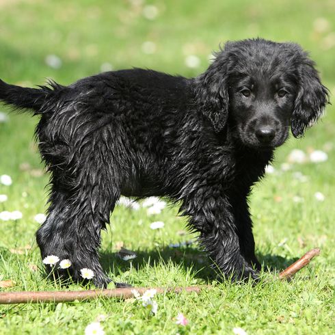 Puppy flatcoated Retriever in black stands on a green meadow
