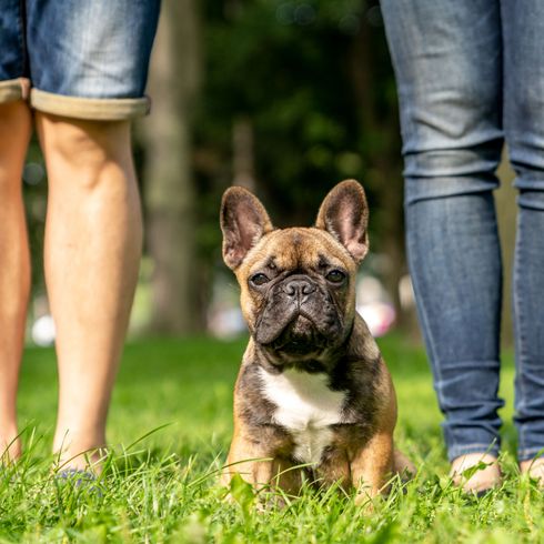 French Bulldog next to owner Dog,Mammal,Vertebrate,Dog breed,Canidae,French bulldog,Grass,Carnivore,Bulldog,Companion dog,