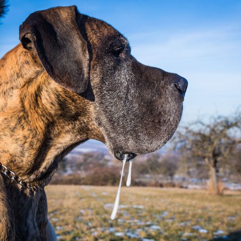 Great Dane mackerel Dog,Mammal,Vertebrate,Dog breed,Canidae,Carnivore,Snout,Fila brasileiro,Cimarrón uruguayo,Plott hound,