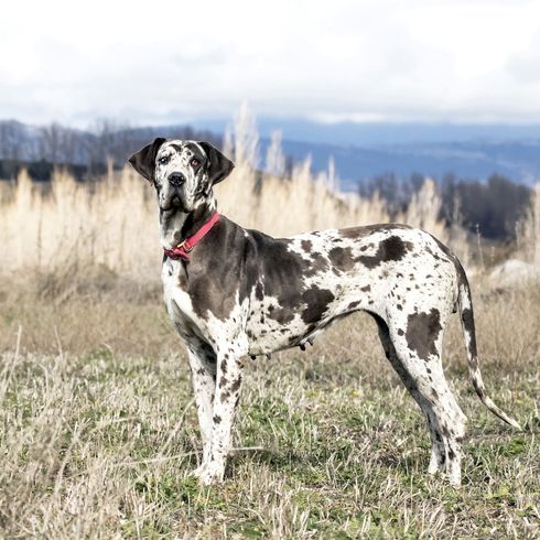 Great Dane dotted Dog,Mammal,Vertebrate,Dog breed,Canidae,Carnivore,Old danish pointer,Great dane,Sporting Group,Hunting dog,