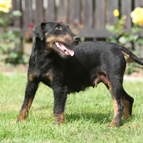 German Hunting Terrier on the grass German Hunting Terrier Young Dog, Terrier from Germany