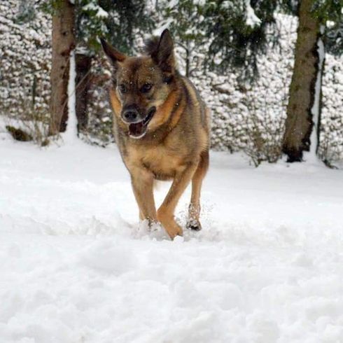 German Shepherd Keeshond © Nancy Thurow Hund,Schnee,Hunderasse,Baum,Fleischfresser,Rehkitz,Schnauze,Deutscher Schäferhund,Einfrieren,Sportliche Gruppe,