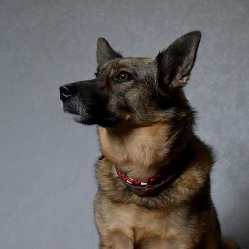 German Shepherd Keeshond © Nancy Thurow Hund,Fleischfresser,Hunderasse,Arbeitstier,Halsband,Schnurrhaare,Begleithund,Schnauze,Tierbedarf,Hundebedarf,