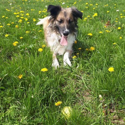 Golden Border Retriever © Kathrin Zyngier Blume, Pflanze, Hund, Grün, Hunderasse, Himmel, Fleischfresser, Menschen in der Natur, Gras, Begleithund,