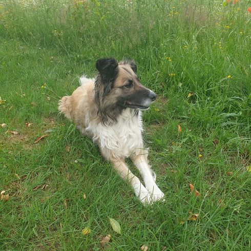 Golden Border Retriever © Kathrin Zyngier Hund,Pflanze,Fleischfresser,Hunderasse,Gras,Begleithund,Rehkitz,Wiese,Baum,Grasland,