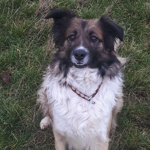 Golden Border Retriever © Kathrin Zyngier Hund,Pflanze,Hunderasse,Fleischfresser,Halsband,Begleithund,Gras,Sportliche Gruppe,Hundehalsband,Schnurrhaare,