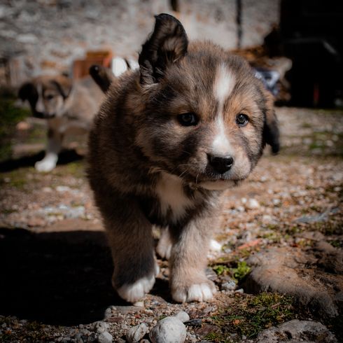 Greek shepherd puppy Ellenikós Poimenikós, Greek Shepherd Dog, tricolored dog breed, large dog breed from Greece